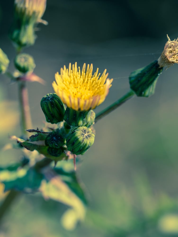 Sowthistle
