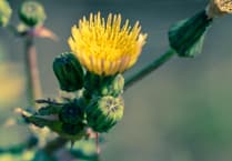 Kirstie Newton: Gathering sowthistle while ye may