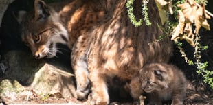 Paws for celebration as zoo family gets bigger  
