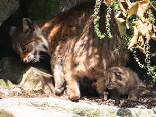 Paws for celebration as zoo family gets bigger  