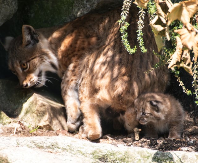 Paws for celebration as zoo family gets bigger  