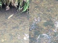 Hundreds of fish killed in river pollution incident