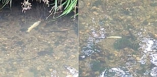 Hundreds of fish killed in river pollution incident