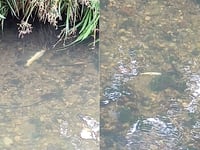 Hundreds of fish killed in river pollution incident