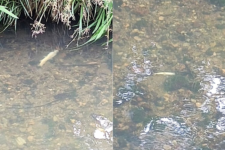Dead fish in the St Austell River.