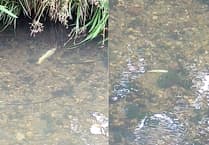 Hundreds of fish killed in river pollution incident near St Austell