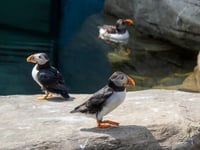 Icelandic puffins chilling out in Cornish heatwave