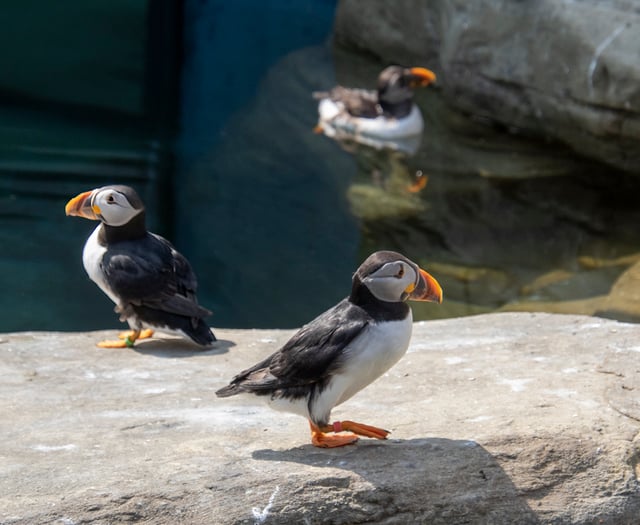 Icelandic puffins chilling out in Cornish heatwave