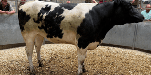 Truro Livestock Market Report: Wednesday, June 18