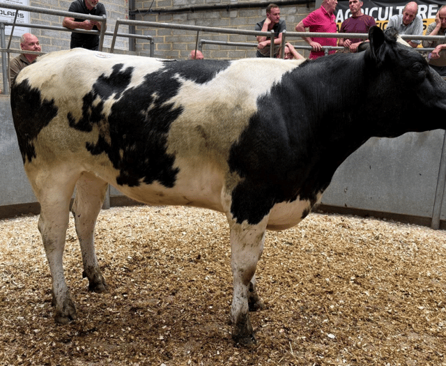 Truro Livestock Market Report: Wednesday, June 18