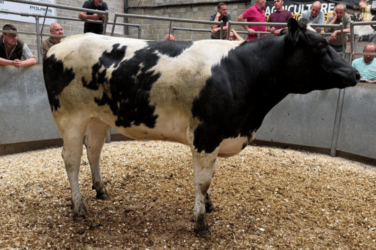 British Blue x heifer to £2170 for Messrs R G Olver & Son of St Austell.