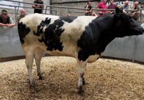Truro Livestock Market Report: Wednesday, June 18