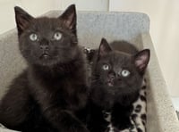 Young kittens rescued from boiling water pipes