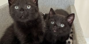 Young kittens rescued from boiling water pipes