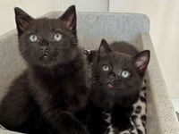 Young kittens rescued from boiling water pipes
