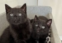 Young kittens rescued from boiling water pipes