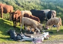 Farmer calls for stricter fines amid increased fly-tipping incidents