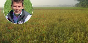 Lower yielding dry spring encourages grass season extension