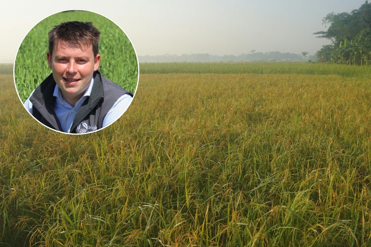 Grass cutting advice