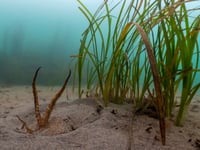 Seagrass making a comeback thanks to major new research effort