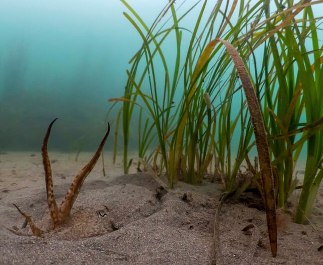 Seagrass making a comeback thanks to major new research effort