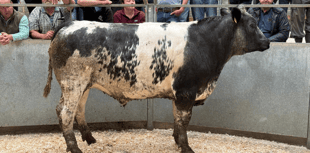 Truro Livestock Market Report: Wednesday, June 25