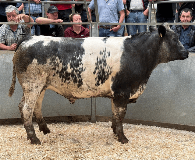 Truro Livestock Market Report: Wednesday, June 25