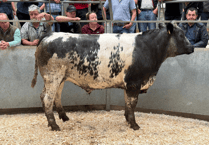 Truro Livestock Market Report: Wednesday, June 25