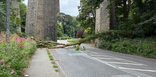 Route blocked as tree comes down
