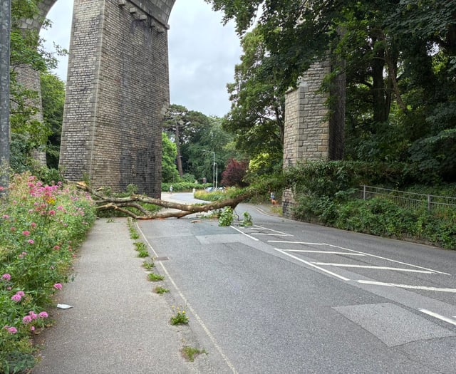 Route blocked as tree comes down