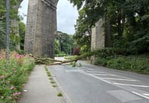 Route blocked as tree comes down
