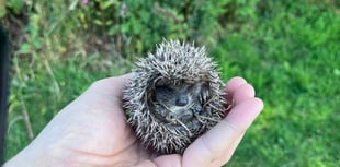 Tiny 'Spitfire' rescued thanks to Cornish conservation project