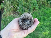 Tiny 'Spitfire' rescued thanks to Cornish conservation project