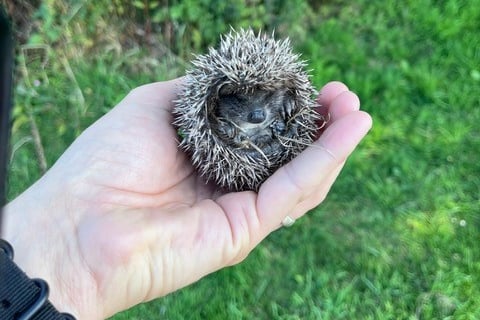 Little hoglet Spitfire was rescued by Sergeant Smith