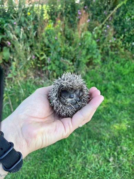 Little hoglet Spitfire was rescued by Sergeant Smith