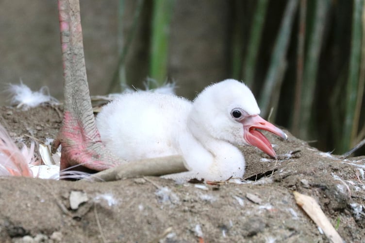 Flamingo chick at Paradise Park, in Cornwall after egg hatches. July 3, 2025. Release date July 3, 2025. A Caribbean flamingo egg has hatched for the first time in five years at a wildlife sanctuary. For the first few days the chick will stay on the nest at Paradise Park, in Cornwall, and will be building up its strength and practicing some wobbly standing. But in a week or so, the chick will be up and off the nest and starting to explore. Head of Softbills Becky Waite said: "The chick will start to turn grey after about a month, and then hints of pink will be starting to show after three to four months, turning a stunning pink by two-years-old.