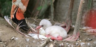 Caribbean flamingo egg hatches for the first time in five years