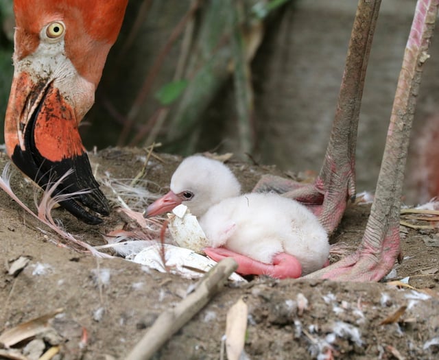 Caribbean flamingo egg hatches for the first time in five years