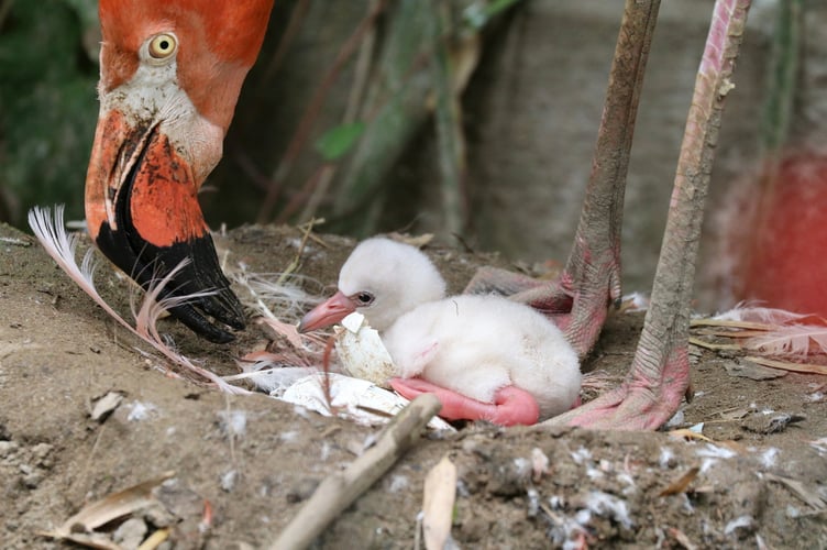 Flamingo chick at Paradise Park, in Cornwall after egg hatches.  July 3, 2025.  Release date  July 3, 2025.  A Caribbean flamingo egg has hatched for the first time in five years at a wildlife sanctuary.  For the first few days the chick will stay on the nest at Paradise Park, in Cornwall, and will be building up its strength and practicing some wobbly standing. But in a week or so, the chick will be up and off the nest and starting to explore.  Head of Softbills Becky Waite said: "The chick will start to turn grey after about a month, and then hints of pink will be starting to show after three to four months, turning a stunning pink by two-years-old. 