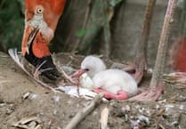 Caribbean flamingo egg hatches for the first time in five years at Cornish sanctuary