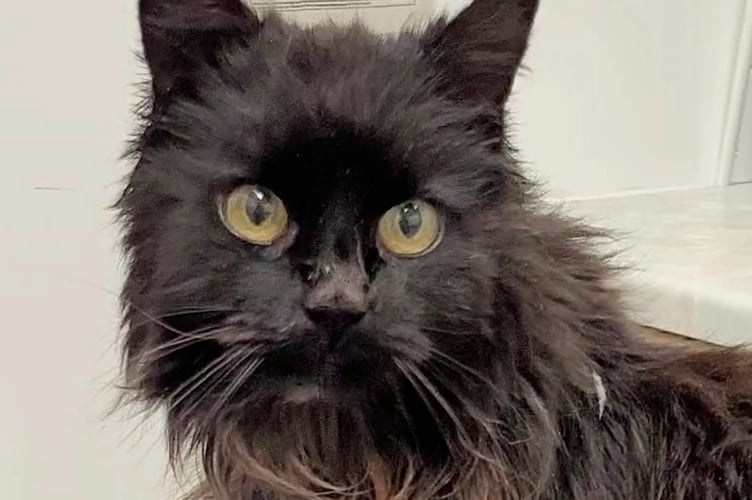 Felix upon arrival at  Cats Protection