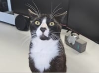 Teenager appeals for funds to save his treasured pet cat