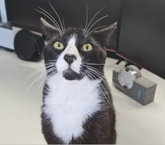 Teenager appeals for funds to save his treasured pet cat
