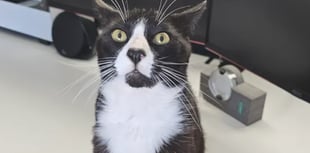 Teenager appeals for funds to save his treasured pet cat