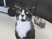 Teenager appeals for funds to save his treasured pet cat