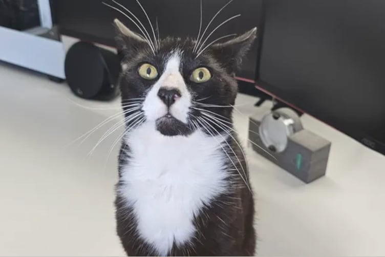 Jayden Boundy's pet cat, Bean.