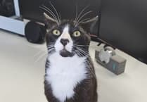 Teenager in St Austell appeals for funds to help save Bean, his treasured pet cat