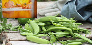 Young poets invited to celebrate British farming with pea-themed poems