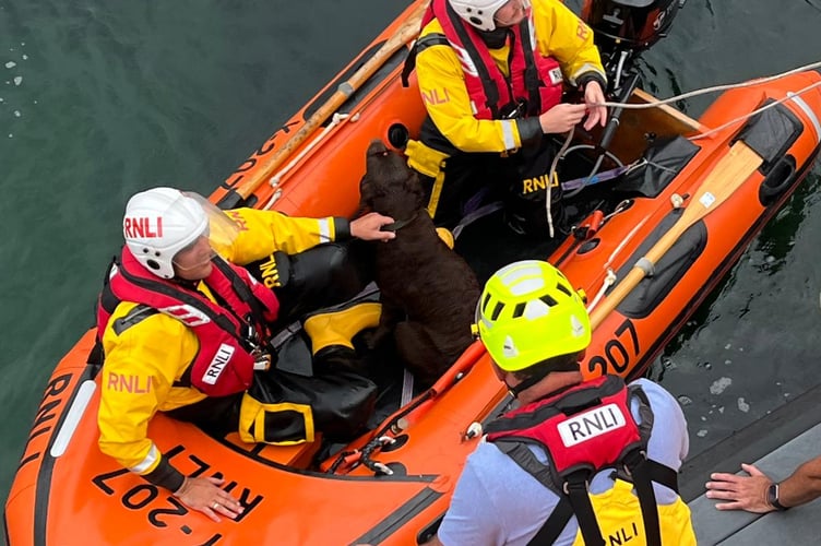 Penlee Lifeboat volunteers rescue Nutmeg a chocolate labrador.