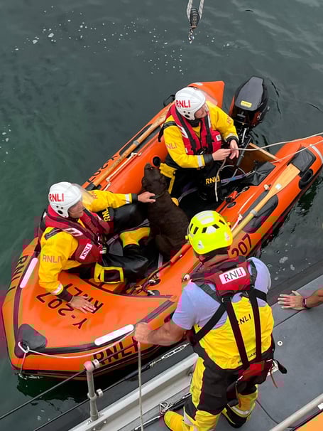 Penlee Lifeboat volunteers rescue Nutmeg a chocolate labrador.